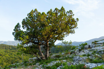 A lonely tree growing on a rock in the wild mountains ..