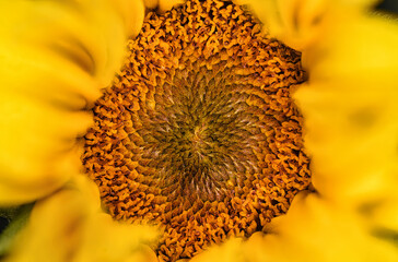 Sonnenblume geld nahaufnahme macro ansicht einzigartig  