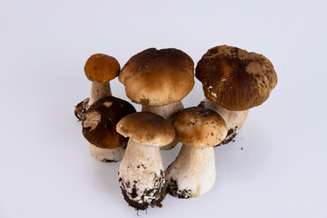 Cepes, forest, wild, mushrooms, Boletus edulis, on a white background. Copy space.