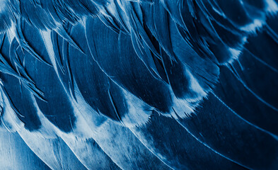 blue feather pigeon macro photo. texture or background