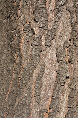 Black Cherry Plum bark detail