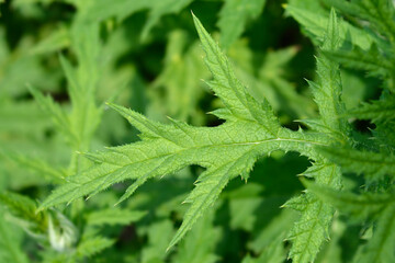 Southern globethistle leaves