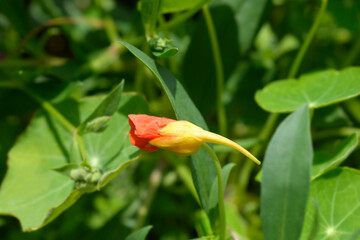 Garden nasturtium flower bud