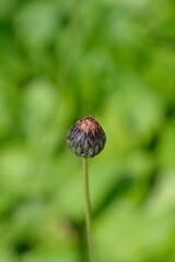 Single-flowered sawwort flower bud