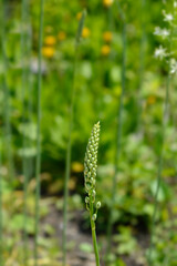 Pyrenees star of Bethlehem flower buds