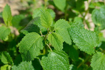 Lemon balm leaves
