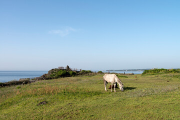 View of the grazing horse at the seaside