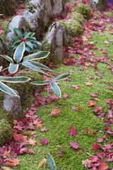 Maple leaves and trees