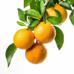 Orange fruits hanging on a branch of orange tree isolated on white background	
