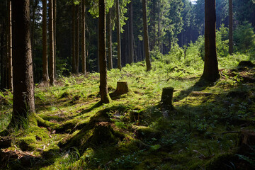 Dichter Wald mit Moos, Willingen, Upland