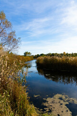 Fototapeta na wymiar Autumn landscape, beautiful view of a small river with trees, bushes and reeds.