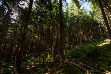 Dichter Wald mit Moos, Willingen, Upland