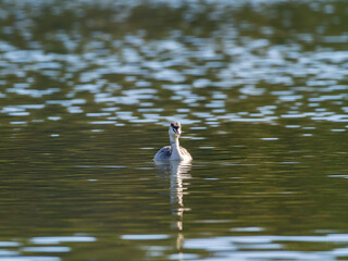 池を泳ぐカンムリカイツブリ
