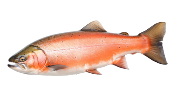 Fish. A fish is standing upright seemingly defying gravity as it balances on its fins. The unique behavior of the fish draws attention and curiosity.