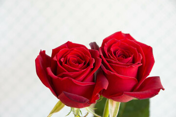 赤いバラ