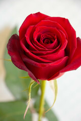赤いバラ