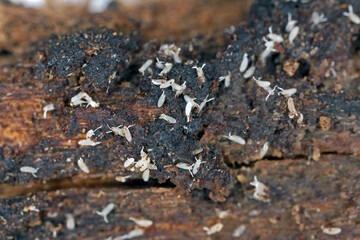 Eggs of common fruit fly or vinegar fly - Drosophila melanogaster (Drosophilidae).