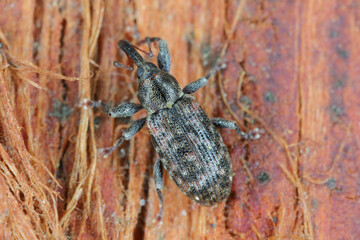 Dorytomus taeniatus A weevil of the family Curculionidae trophically associated with willows (Salix).