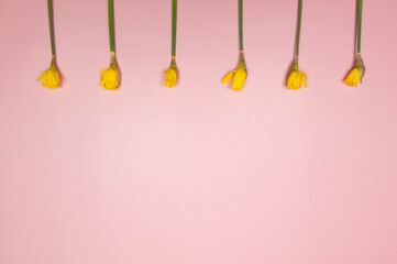Top view of six yellow daffodils on pink background. Spring colourful composition. Flowers bouquet...