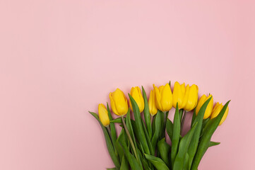 Top view of yellow tulips on pink background. Spring colourful composition. Flowers bouquet flat lay, copy space.