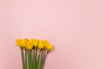 Top view of yellow daffodils on pink background. Spring colourful composition. Flowers bouquet flat lay, copy space.
