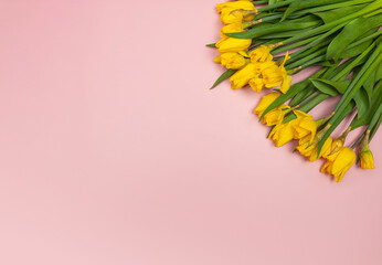 Top view of yellow tulips and daffodils on pink background. Spring colourful composition. Flowers bouquet flat lay, copy space.