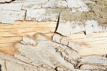 Holzstapel, Cobbenrode, Sauerland, HSK,