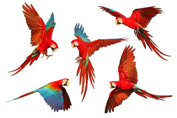 Set of Green-Wing Macaw parrots flying isolated on transparent background png file