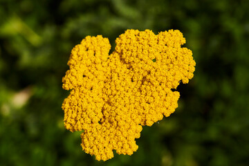 Wildblumen