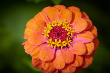 Wildblumen