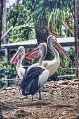 Port Douglas, Queensland, Australia