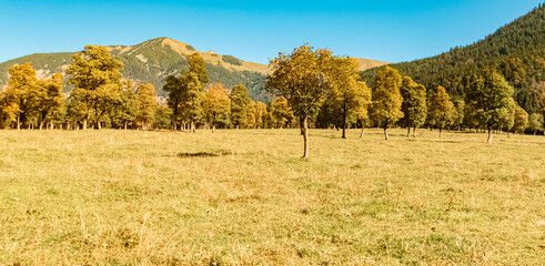 Fototapeta premium Alpine autumn or indian summer landscape shot at Grosser Ahornboden, large maple grove, Hinterriss, Schwaz, Tyrol, Austria