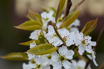 Wildblumen