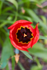 Tulpen in Bad Westernkotten, Kreis Soest, Kurpark 2023