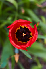 Tulpen in Bad Westernkotten, Kreis Soest, Kurpark 2023