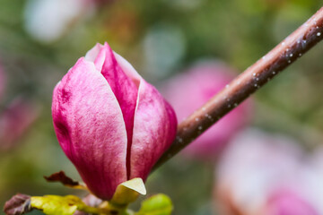 Fototapeta premium Magnolienbaum in Bad Sassendorf, Kurpark, Kreis Soest, 2023