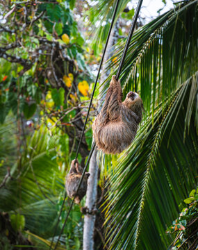 Sloth in Costa Rica, HDR Image