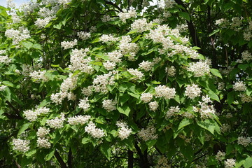 Abundance of white flowers of Catalpa bignonioides tree in June