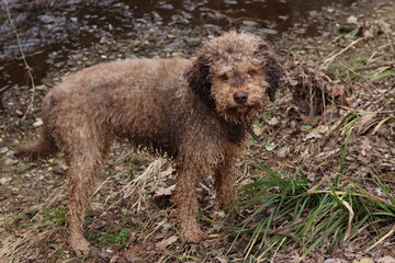 Wet lagotto romagnolo next to a river, looking into camera
