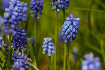 Hyazinthen im Kurpark von Bad Sassendorf, Frühjahr 2023
