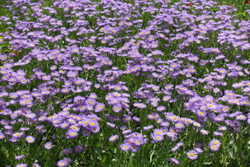 Abundance of violet flowers of Erigeron speciosus in mid June