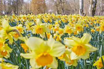 Obraz premium Gelbe Narzissen im Kurpark von Bad Westernkotten, Kreis Soest, Frühjahr 2023