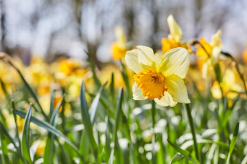 Gelbe Narzissen im Kurpark von Bad Westernkotten, Kreis Soest, Frühjahr 2023