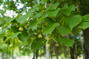 Fototapeta na wymiar Beginning of florescence of linden tree in mid June