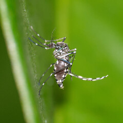 Macro photo of an aedes mosquito on a leaf. Distinctive black and white patterns. Vector for diseases, especially dengue fever in Malaysia.
