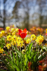Tulpen im Frühjahr 2023, Bad Westerkotten, Kreis Soest 