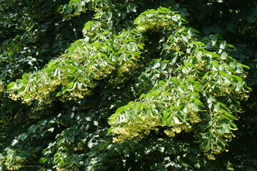 Branches of blossoming linden tree in mid June