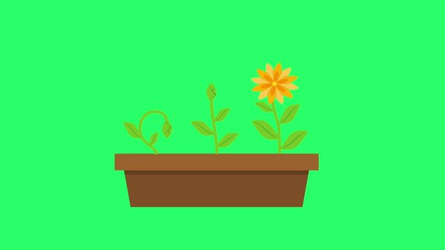 Animation orange flower on green background.