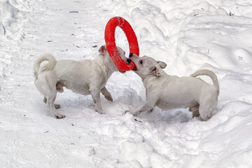 Two small white dogs play with red rubber hoop in the snow.