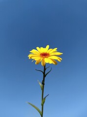 yellow calendula against blue sky